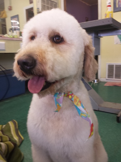 Great Groupon Dog Grooming  Learn more here 